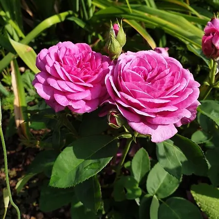 Pensjonat Scholz & Scholz Gbr Zimmervermietung Hoyerswerda