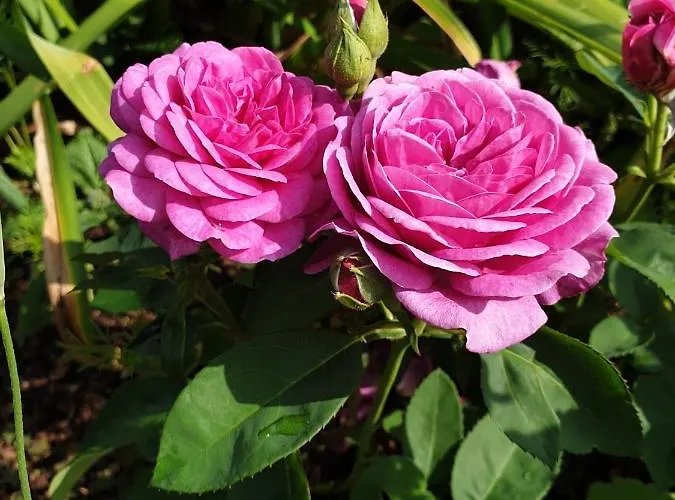 Pensión Scholz & Scholz Gbr Zimmervermietung Hoyerswerda